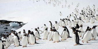 אין שלג באפריקה - חפש באנטארקטיקה