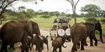 לטרוף את אפריקה: הקסם של טנזניה