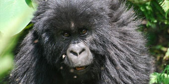 קונגו מתעוררת - מסע אל מעמקי אפריקה