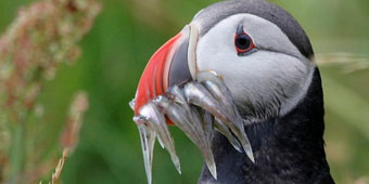 איסלנד - ביקור באי הקרח והאש