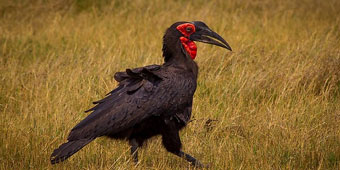7 בעלי חיים מיוחדים שתפגשו בספארי באפריקה