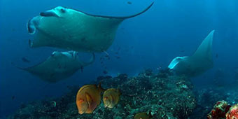 מפגש קסום: טנגו עם מנטה