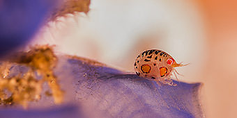 טיולי צלילה באינדונזיה | מאת אמיר גור