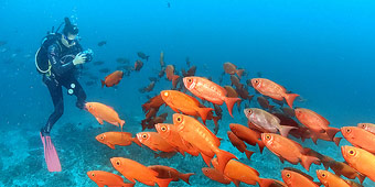 טיולים מתחת למים - ספארי צלילה