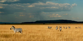 ספארי סקול בטנזניה עם החברה הגיאוגרפית