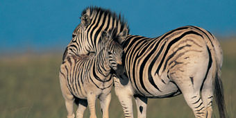 כתבתו של בני פירסט בפספורט גלובס על דרום אפריקה