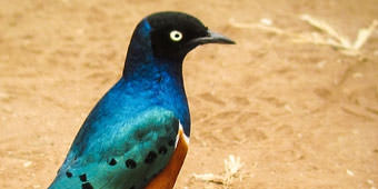 ''חמשת אלפים הקטנים'' של אפריקה