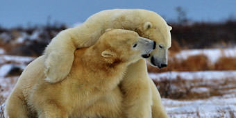 טיולים בעקבות דובי קוטב בצ'רצ'יל, קנדה