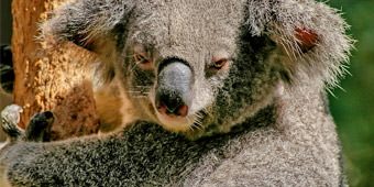 על העולם התחתון של היבשת החמישית