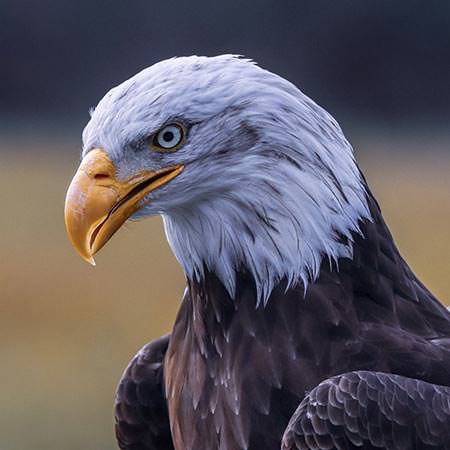 טיול לאלסקה - 14 יום - אלסקה הבראשיתית