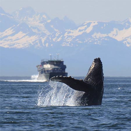 טיול לאלסקה - 17 יום - טיול עומק כולל שייט
