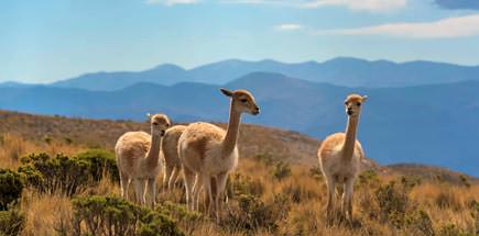 עשרה דברים מעניינים שכדאי לדעת על ארגנטינה
