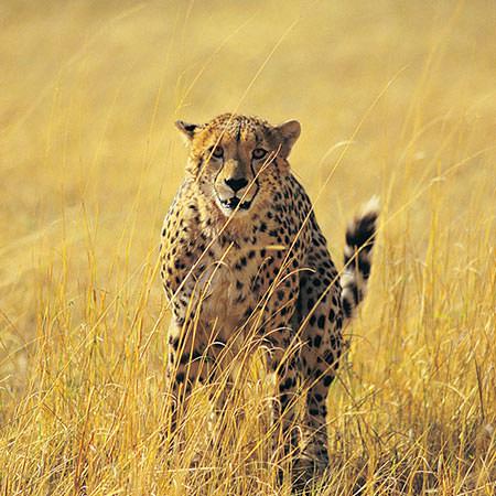 טיול לזימבבואה ובוצואנה - 9 ימים - אל שמורות הטבע האוונגה וצ'ובה, ומפלי ויקטוריה