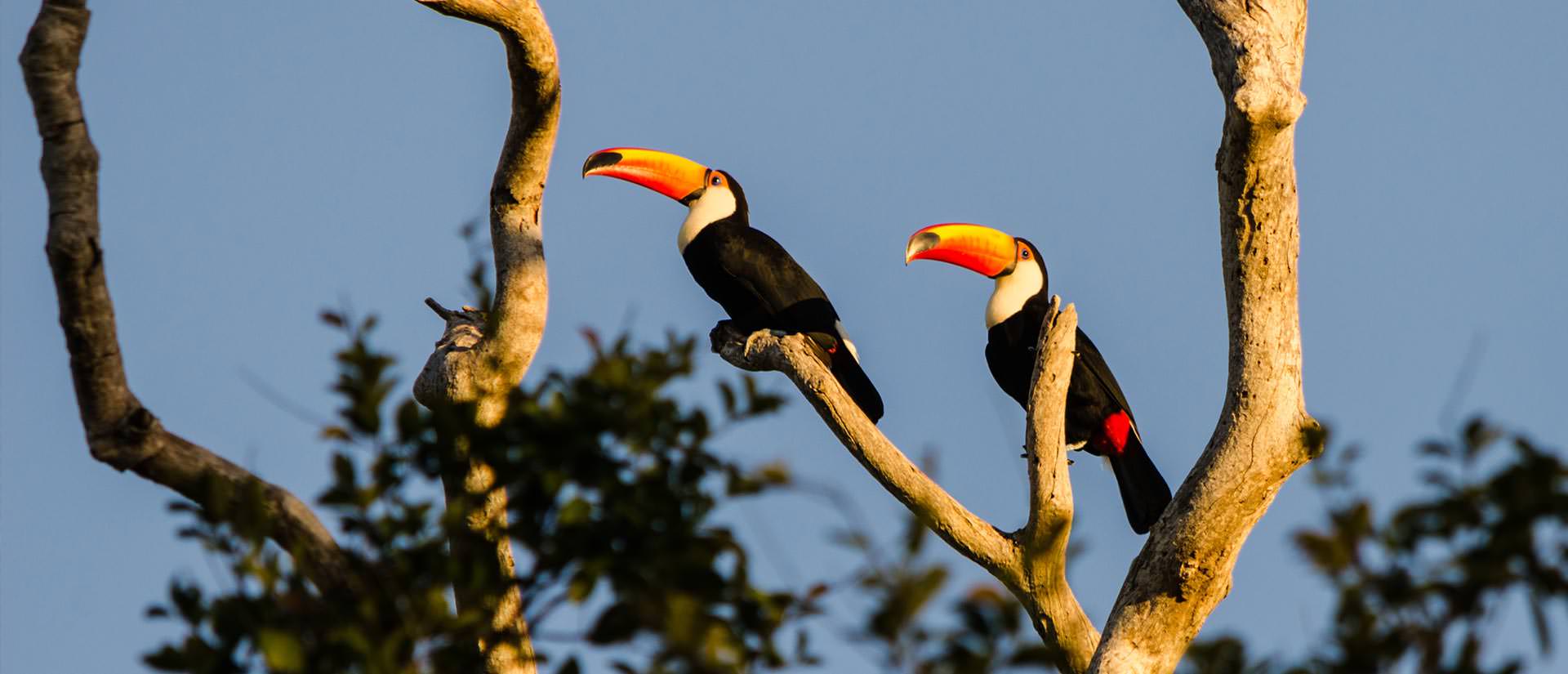 הפנטנל בברזיל