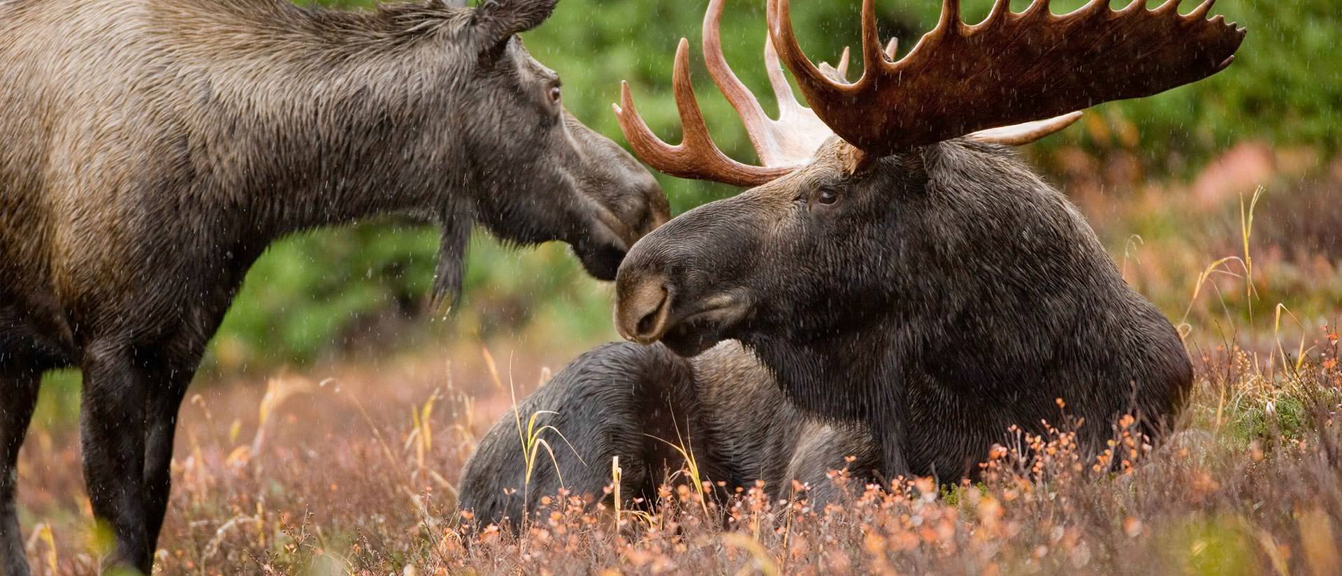טיולים מאורגנים לקנדה