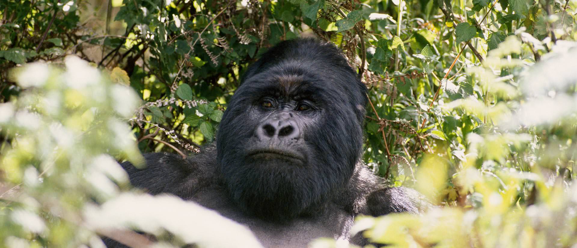 טיול לקונגו - 8 ימים - טיול ייחודי אל שמורת וירונגה