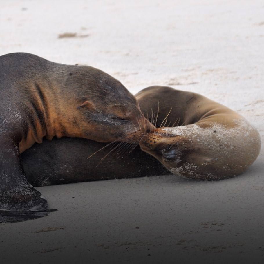 איגואנה באיי גלפגוס - טיול לאקוודור וגלפגוס