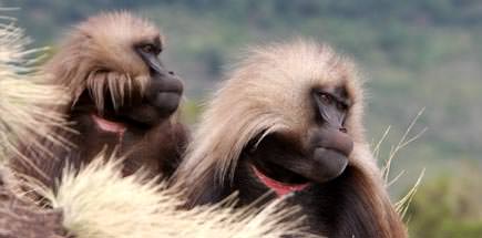 אתרים נבחרים באתיופיה אתרים נבחרים באתיופיה