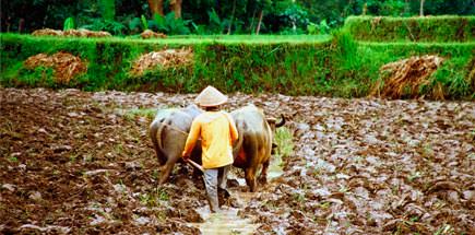 עשרה דברים מעניינים שכדאי לדעת על אינדונזיה