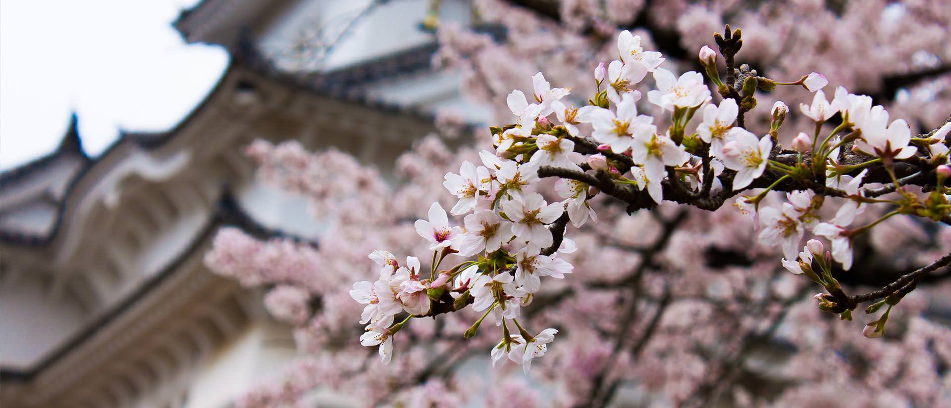 פריחת הדובדבן ביפן