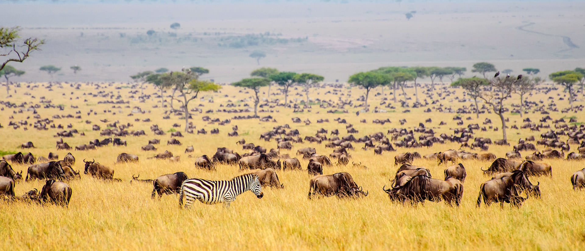 טיולי ספארי באפריקה