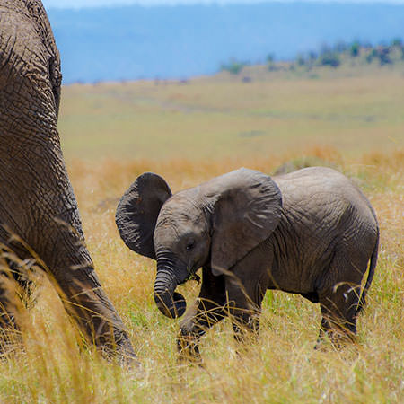 טיול לקניה - 8 ימים - אל שמורות הטבע הגדולות