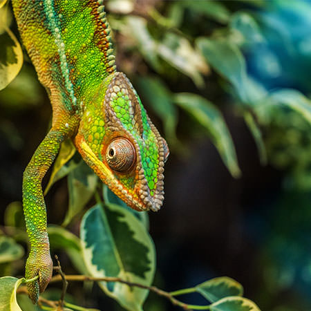 טיול למדגסקר - 13 יום - אל אי מיוחד במינו