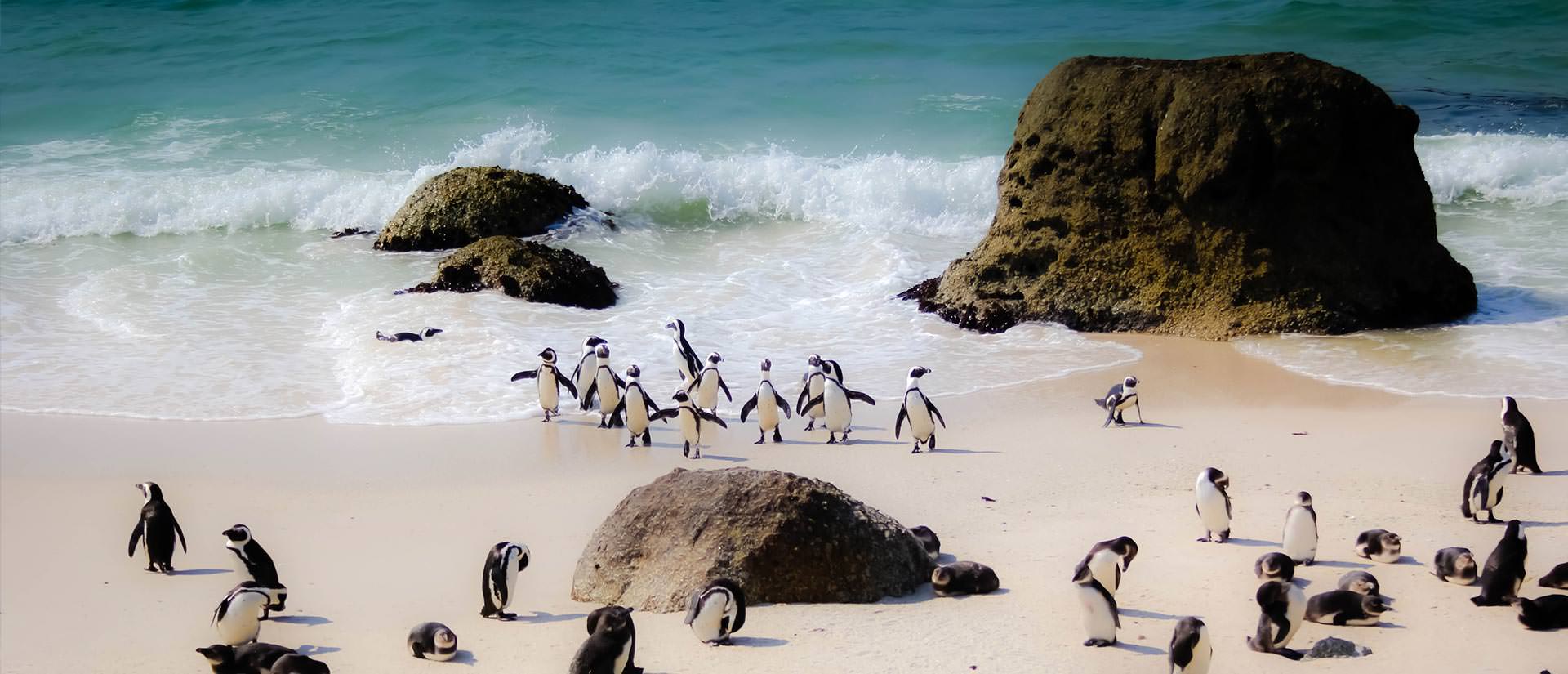 טיולים מאורגנים לדרום אפריקה