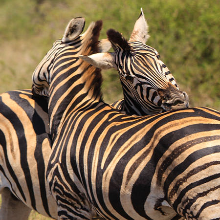 טיולים מאורגנים לחו''ל, גם למשפחות: דרום אפריקה למשפחות