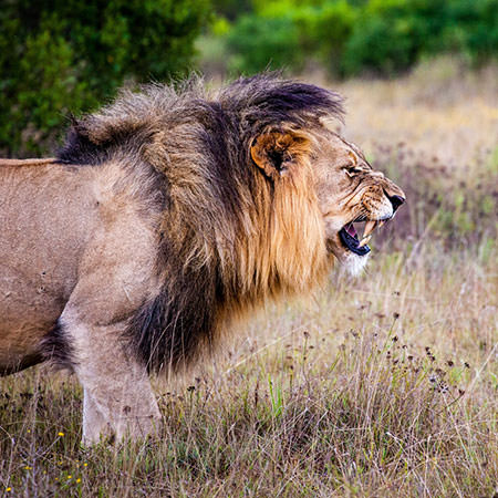 דרום טנזניה
