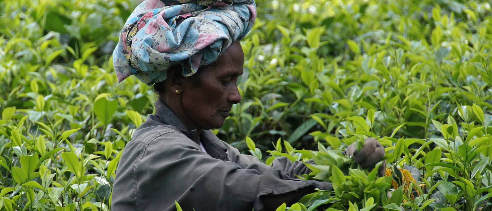 טיול נשים לסרי לנקה - 11 יום - אי קטן, טיול גדול