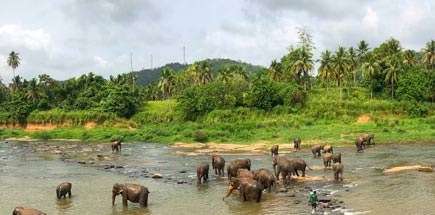 עשרה דברים מעניינים שכדאי לדעת על סרי לנקה