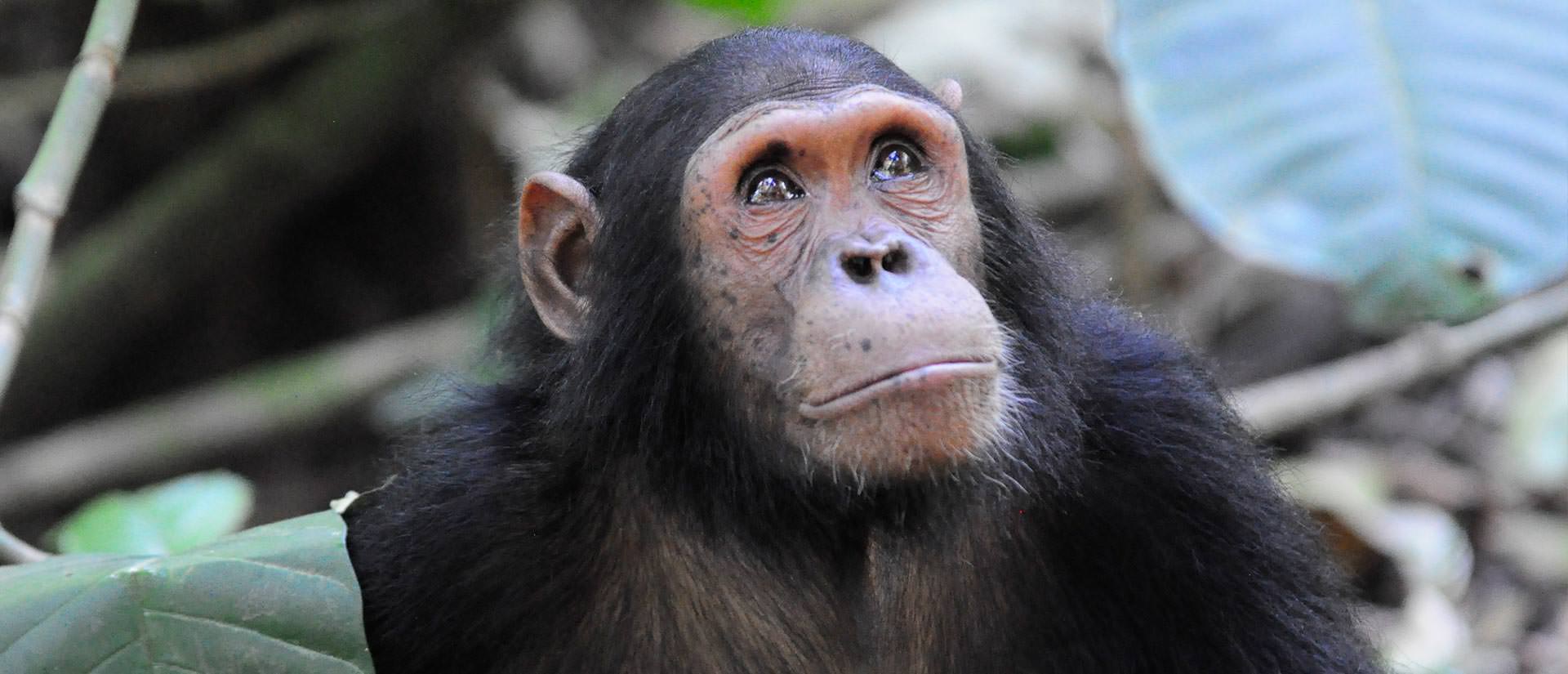 לחיות עם השימפנזים - עשר עובדות מעניינות על ג'יין גודול