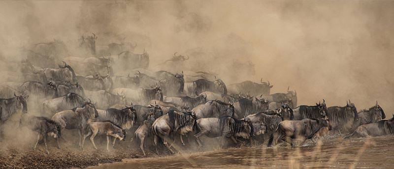 הנדידה הגדולה במרחבי הסרנגטי, טנזניה