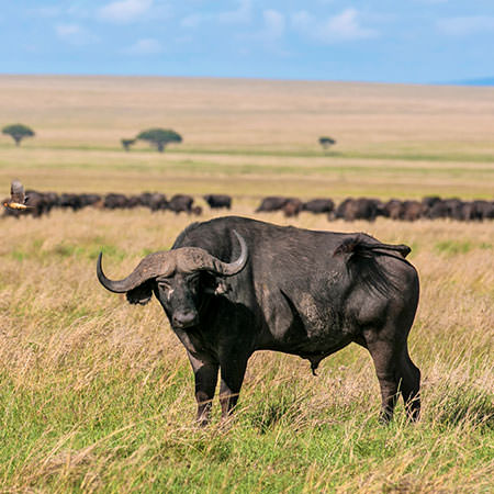 טיול לטנזניה - 8 ימים - ספארי קלאסי