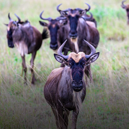 טיול לטנזניה - 8 ימים - בעונת ההמלטות