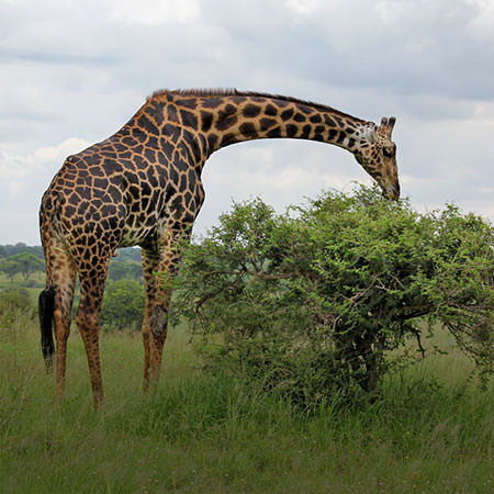 טיול לטנזניה - 8 ימים - טנזניה פרימיום בטיסה ישירה