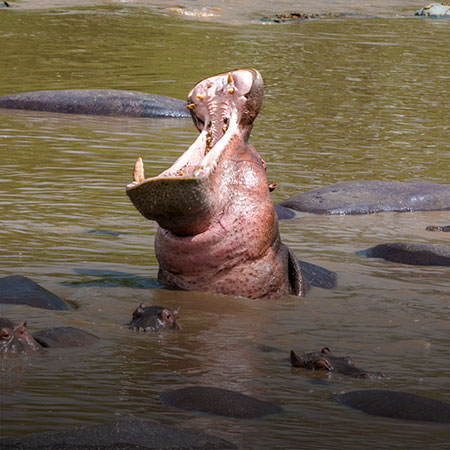 טיול לטנזניה בטיסה ישירה - 8 ימים - טנזניה קלאסי