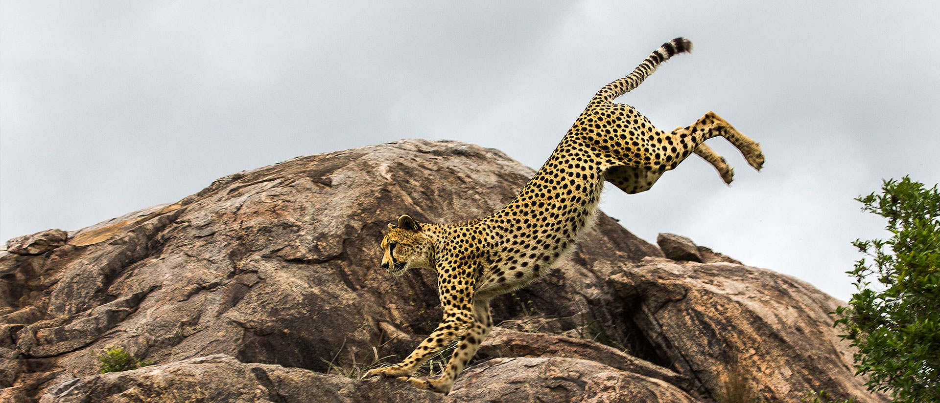 מלכת המדבר - מלכות ונסיכות לטנזניה