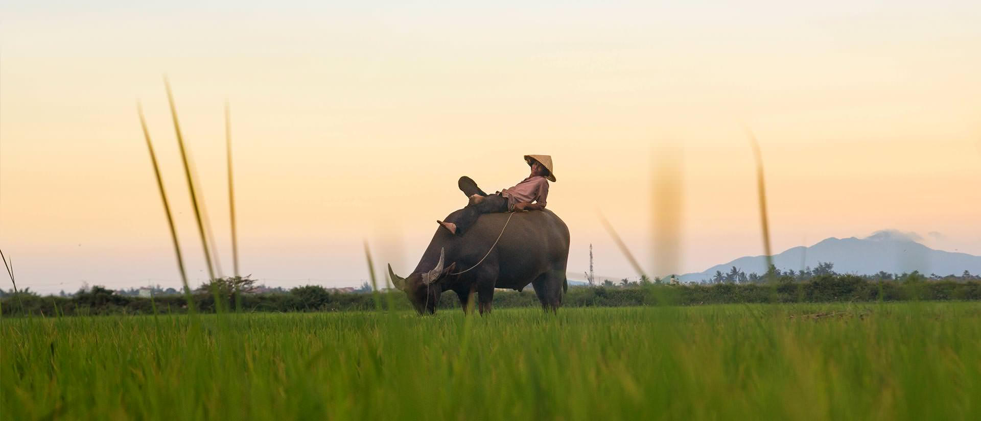 עשרה דברים מעניינים שכדאי לדעת על ויאטנם