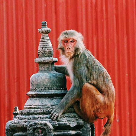 טיול נשים לנפאל - 12 יום - בחזרה אל הטבע