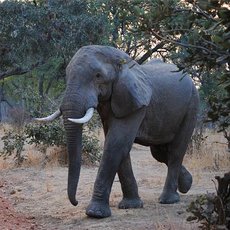 טיול לזמביה וזימבבואה - 11 יום - בעקבות 'הטיול הלבן'