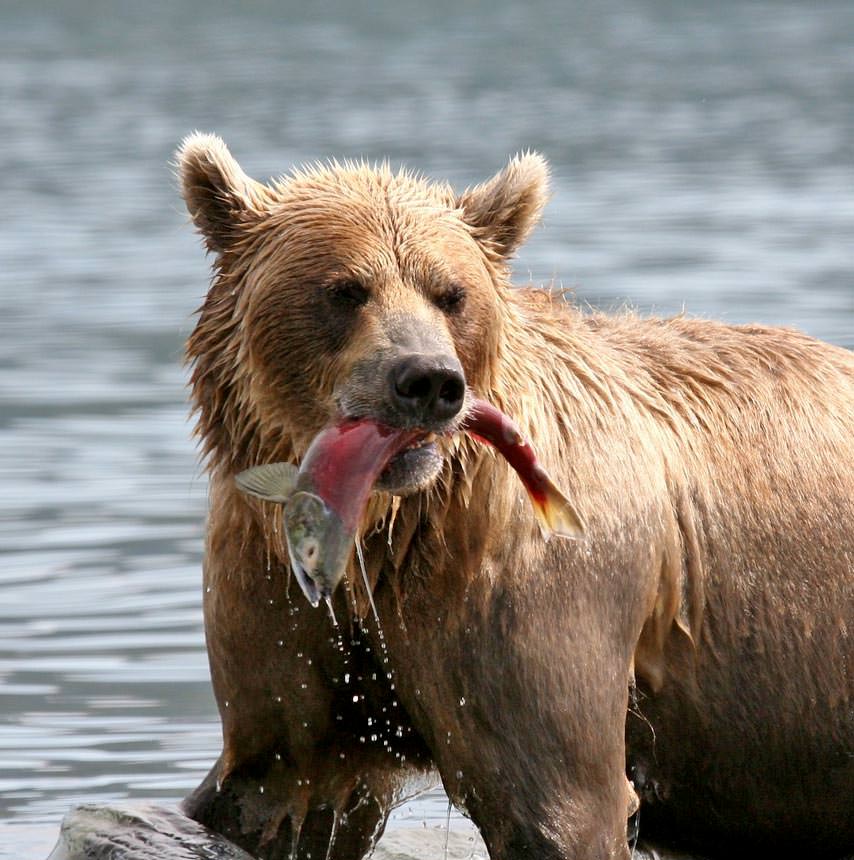אלסקה - Van at a time