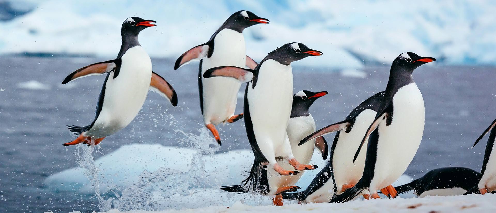 טיול לאנטארקטיקה - 11 עד 13 יום - הפלגה אל חצי האי האנטארקטי