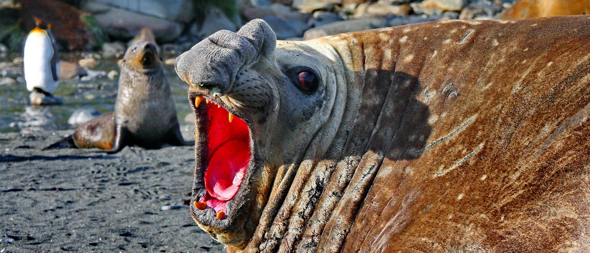 טיול לאנטארקטיקה, איי פוקלנד והאי ג'ורג'יה הדרומית – 16 עד 21 יום