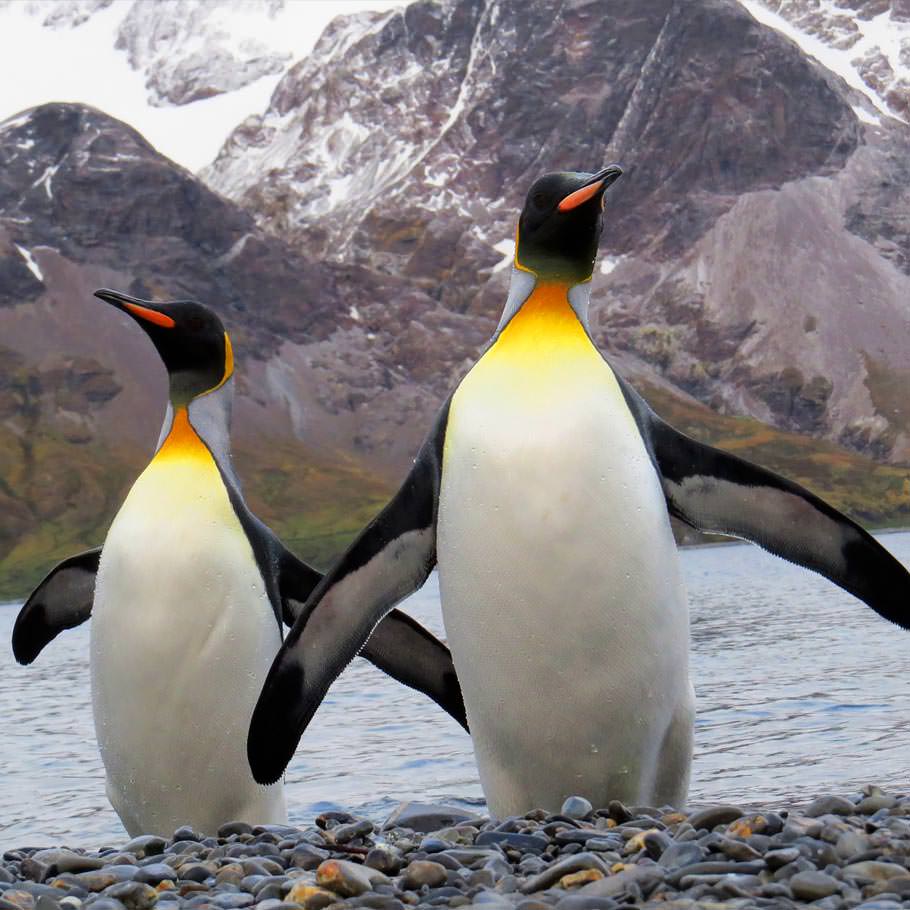 טיול לאנטארקטיקה, איי פוקלנד והאי ג'ורג'יה הדרומית – 16 עד 21 יום