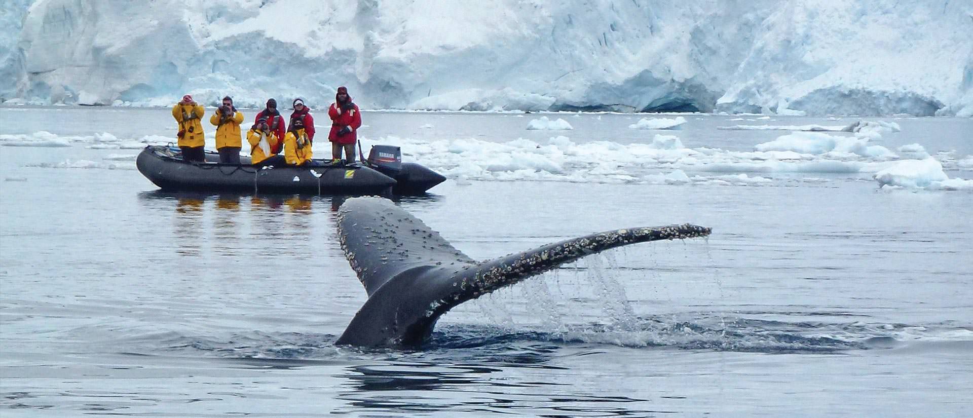 טיול לאנטארקטיקה - 6 עד 11 יום - משולב בטיסה מעל מיצרי דרייק