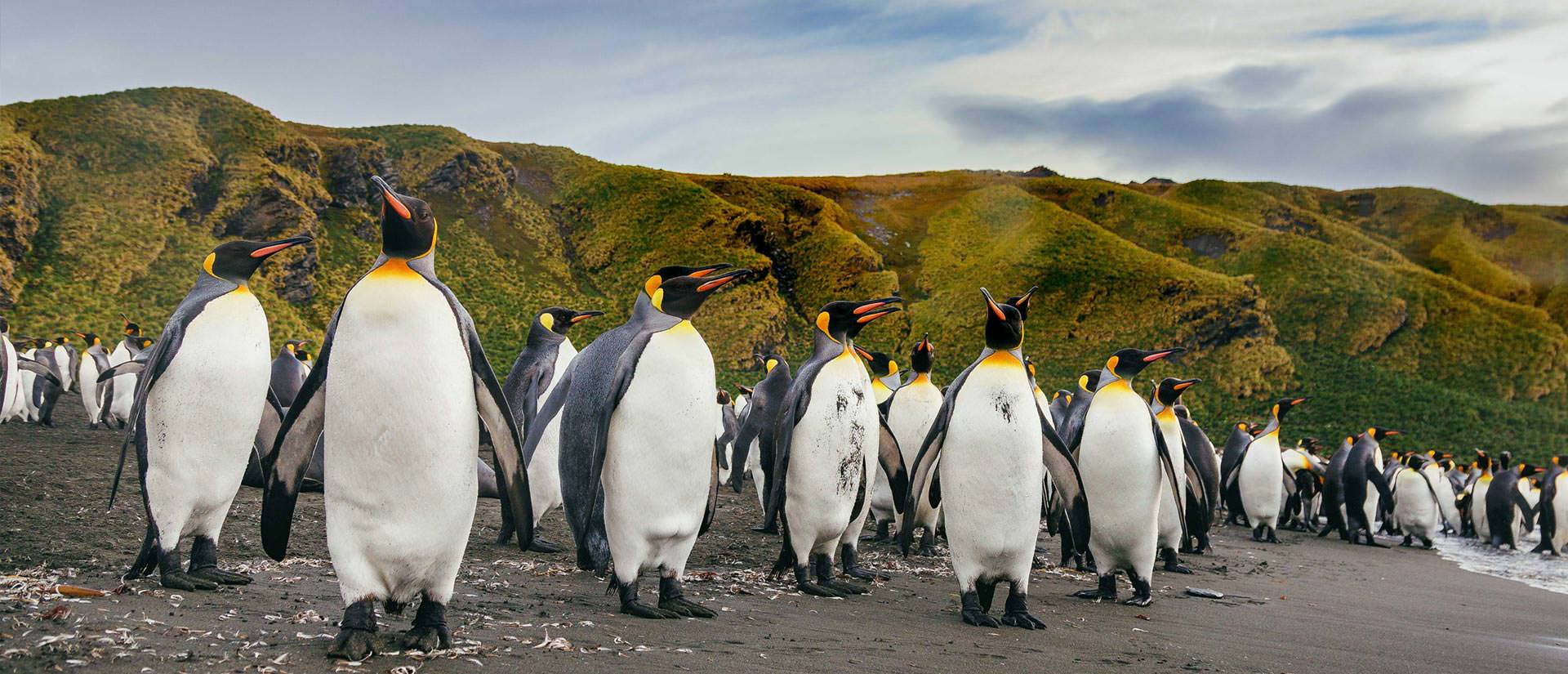 טיול לאנטארקטיקה - 23 יום - אנטארקטיקה, איי פוקלנד וג'ורג'יה הדרומית
