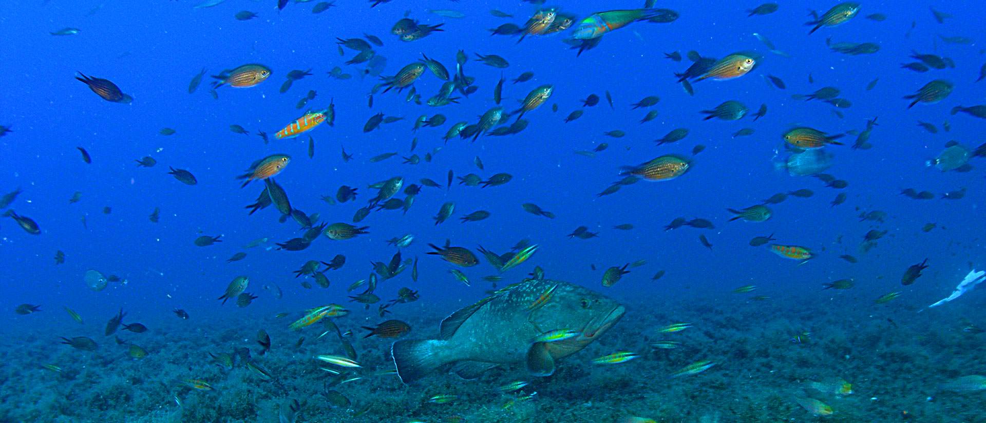 ספארי צלילה בקפריסין - 4 ימים - שיגעון בזנוביה
