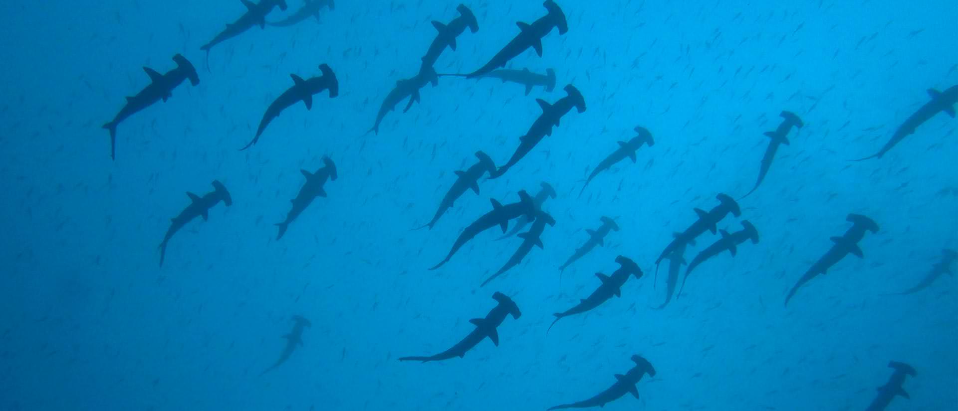 ספארי צלילה באי קוקוס - 13 יום - הפלגה לאי הכרישים